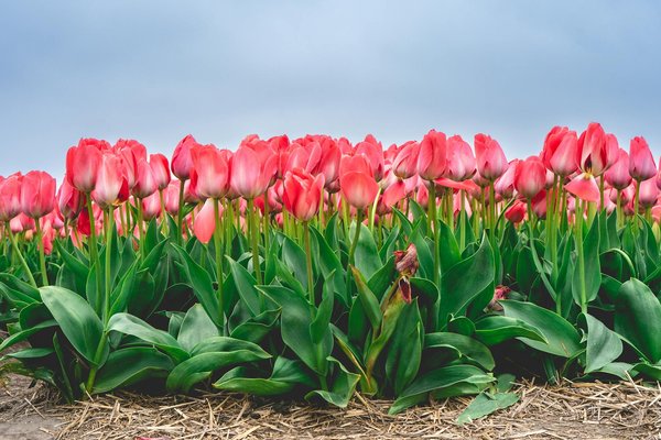 Découvrez les camions 30m3 : solutions idéales pour déménagements