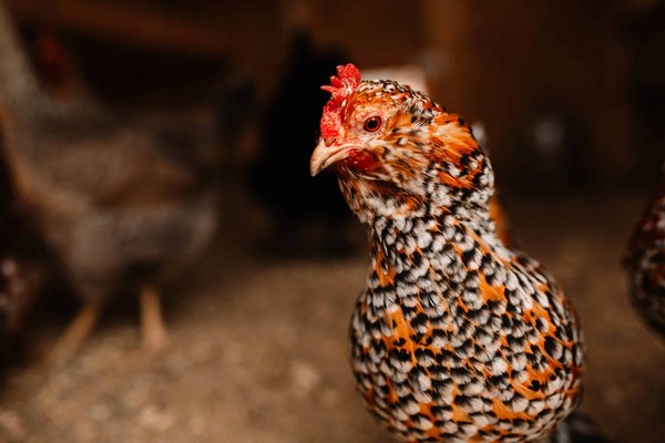 Quelles fleurs comestibles pour décorer et agrémenter vos plats?