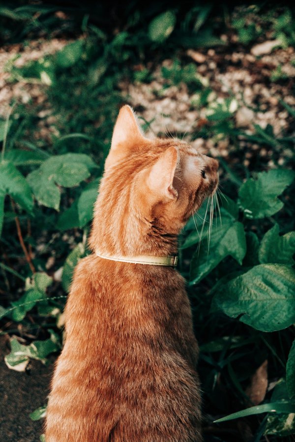 Comment aménager une plate-bande comestible et ornementale en façade?