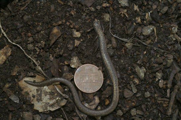 Quels sont les avantages d'une toiture en zinc par rapport à une en cuivre ?