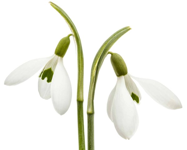 Déménager avec des instruments à  cordes fragiles: comment les protéger?