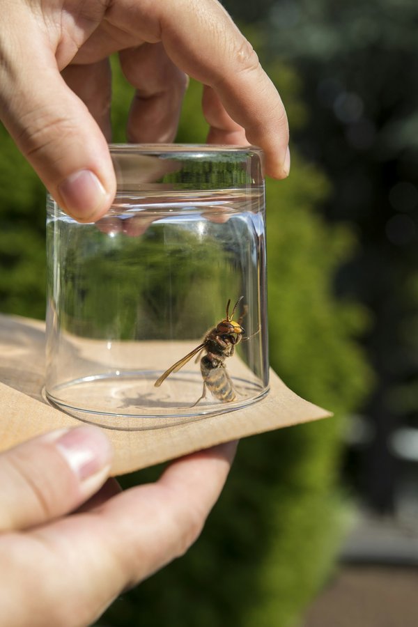 Piège à frelon asiatique : protégez votre jardin efficacement